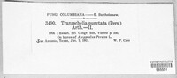 Tranzschelia discolor image